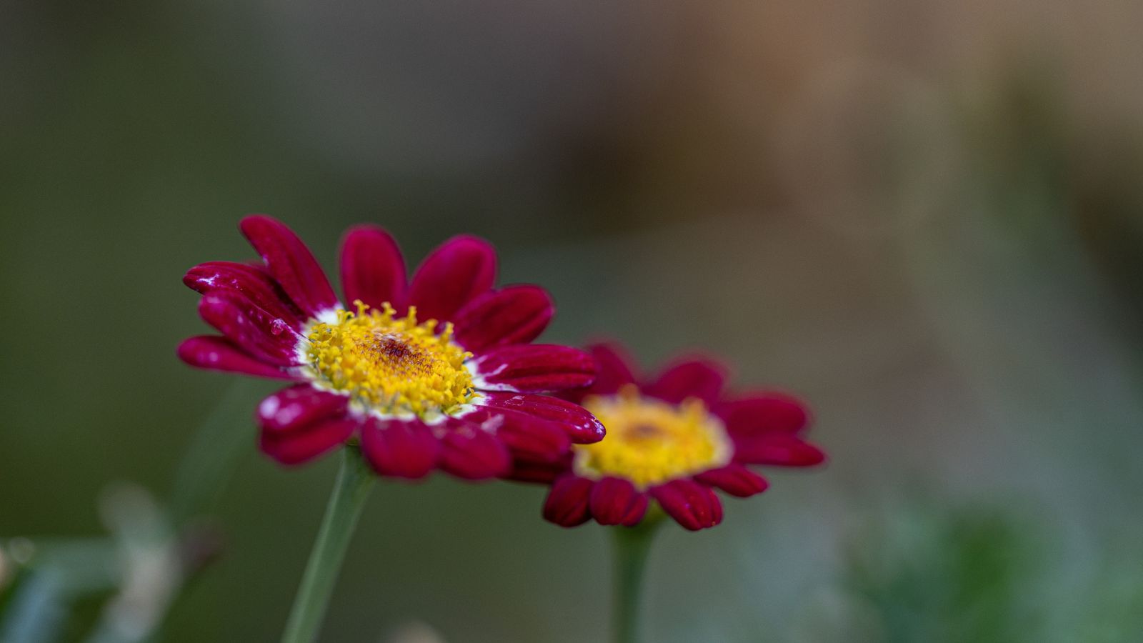 A shot of two Robinson Red flower variety, showcasing its delicate scarlet red petals and a vivid yellow center and grey green stems in a well lit area outdoors