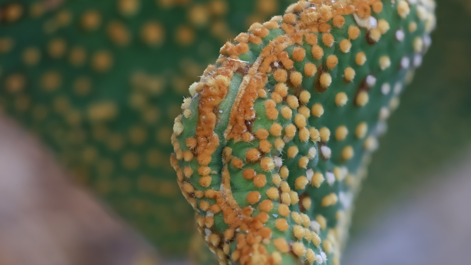 Close up image of a Opuntia microdasys var. pallida f. Cristata cactus. Twisted pads are the cactus's prominent feature.