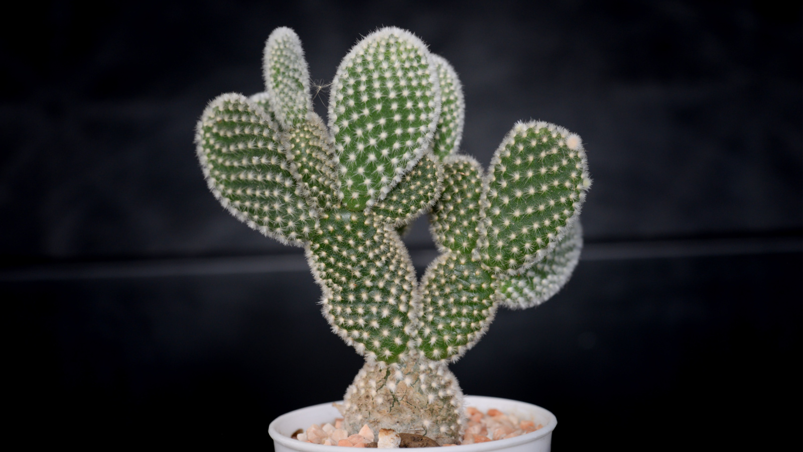 Close up image of a Opuntia microdasys var. albispina cactus growing in a white container on a black brick backround. The white glochids are the cactus's prominent feature.