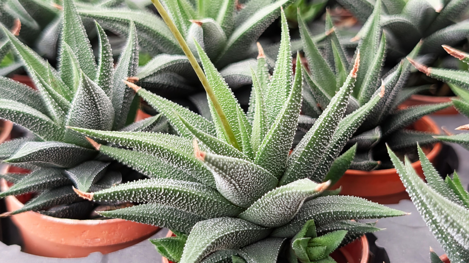 Numerous Haworthiopsis attenuata var. radula plants in a row, showcasing textured leaves and orange pots. 