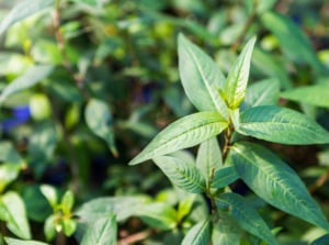 Vietnamese coriander herb.