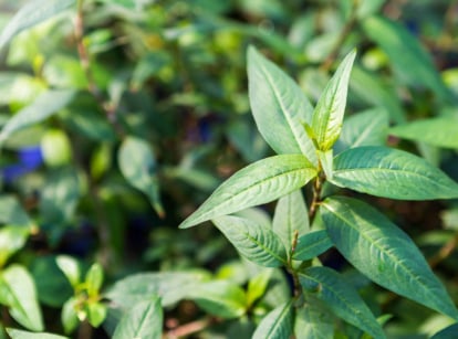 Vietnamese coriander herb.