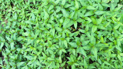Vietnamese coriander plants.