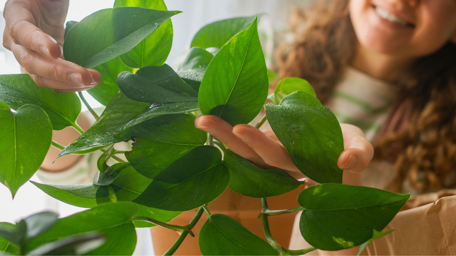 A close-up shot of a person in the process of inspecting and maintaining a potted houseplant in a well it area indoors