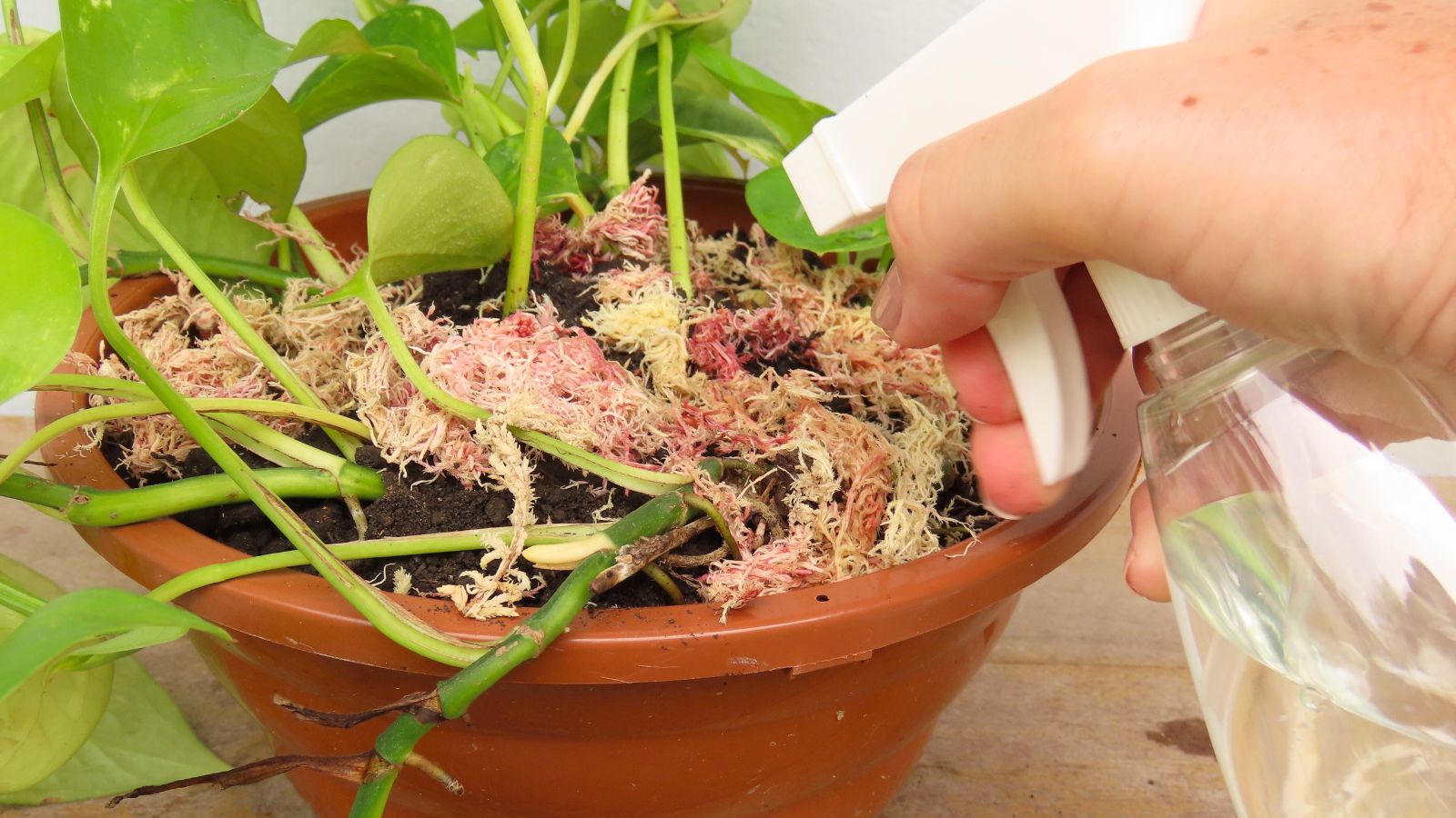 A close-up shot of a person's hand using a misting bottle to water a potted houseplant in a well lit area indoors