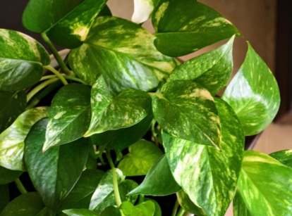 A close-up shot of leaves and vines of a houseplant on a pot, showcasing how to make pothos fuller