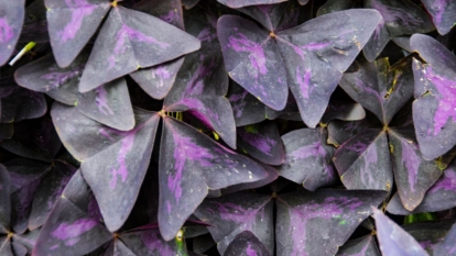 A close-up shot of the false shamrock plant highlighting its triangular shape and deep purple hue