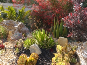 A beautiful-looking area in the garden with a variety of xeriscape plants