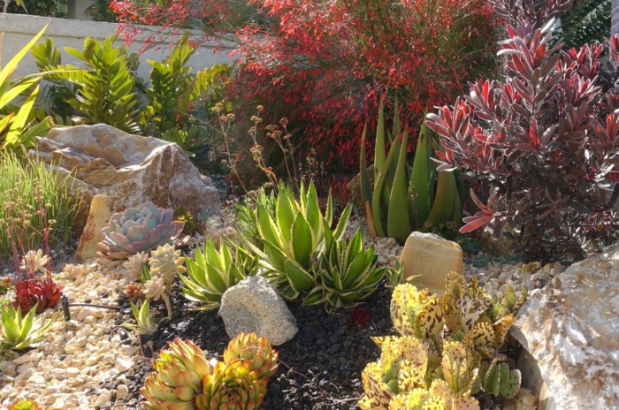 A beautiful-looking area in the garden with a variety of xeriscape plants