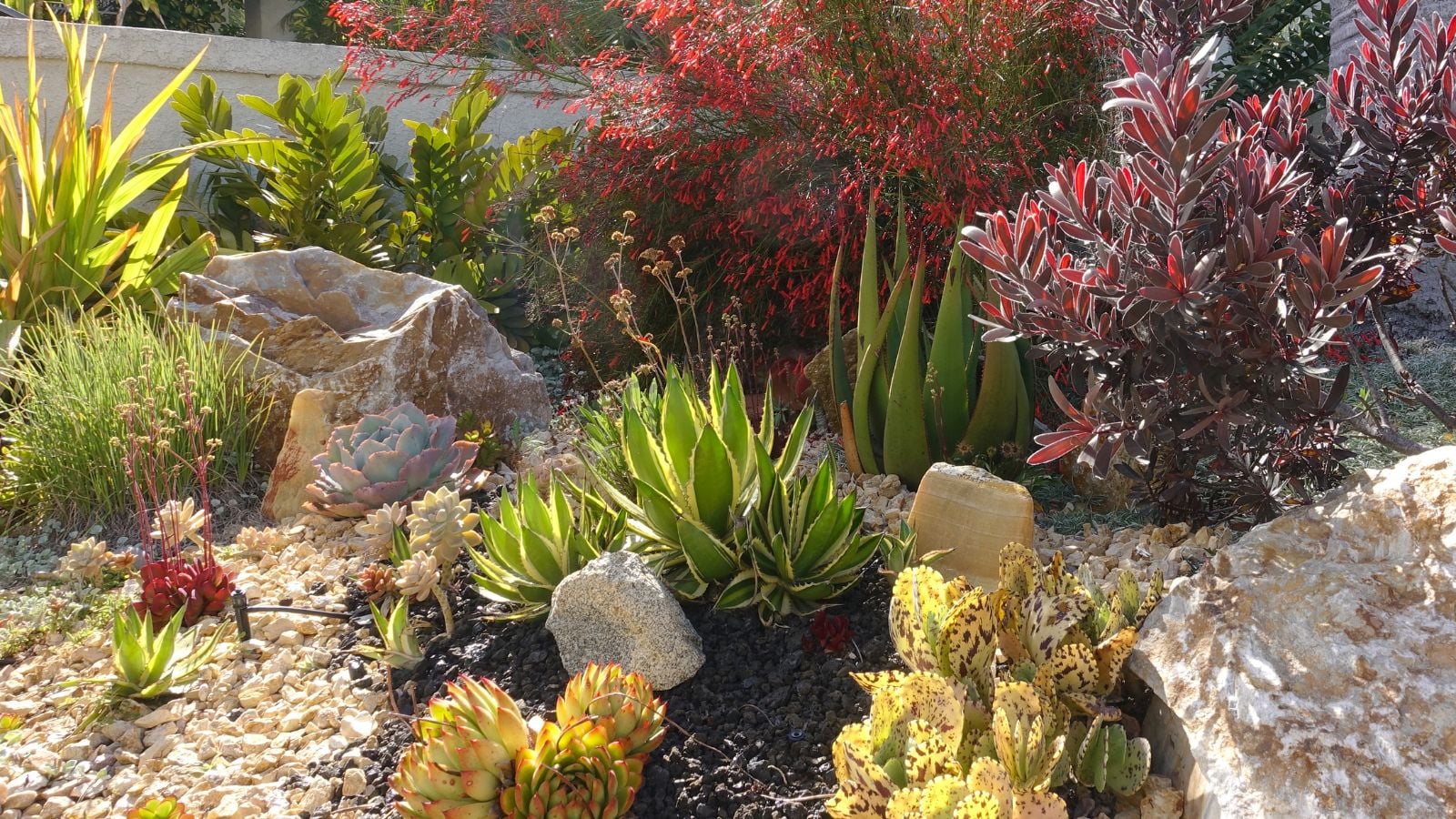 A beautiful-looking area in the garden with a variety of xeriscape plants