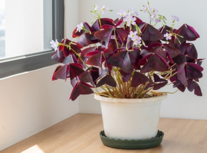 A shot of Oxalis triangularis placed in a white pot on top of a wooden surface near a window in an area indoors