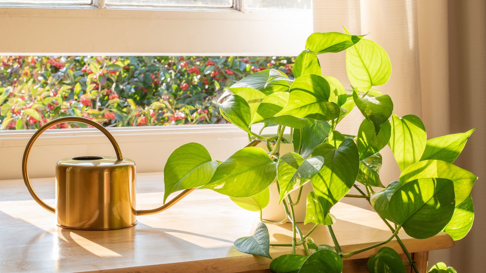 A close-up shot of a developing potted plant, placed on a windowsill, basking in beaming sunlight indoors