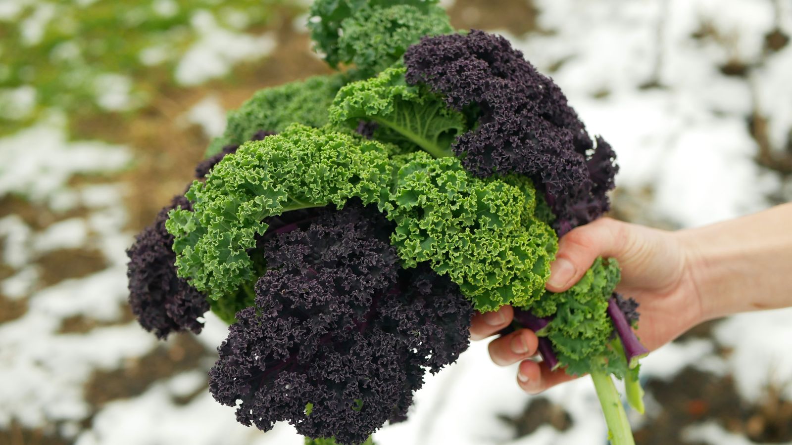 A shot of a person holding several freshly harvested, different colored crops, showcasing how to harvest kale