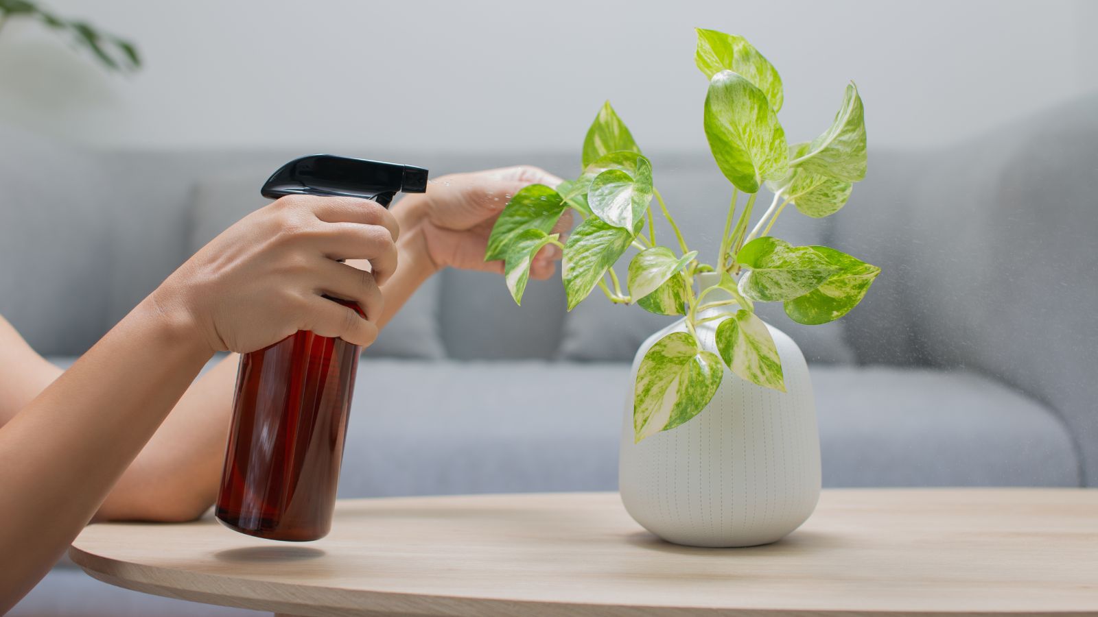 A close-up shot of a person in the process of spraying a potted plant with neem oil, all situated in a well lit area indoors