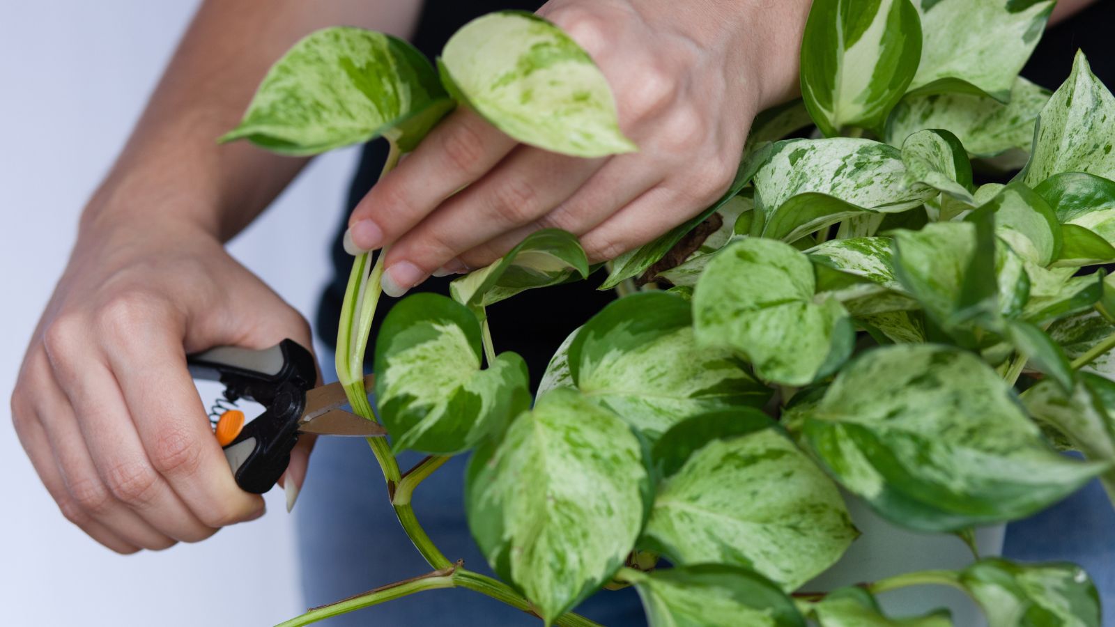 A shot of a person's hand using pruners to clip and trim off vines of a houseplant that is placed in a pot indoors