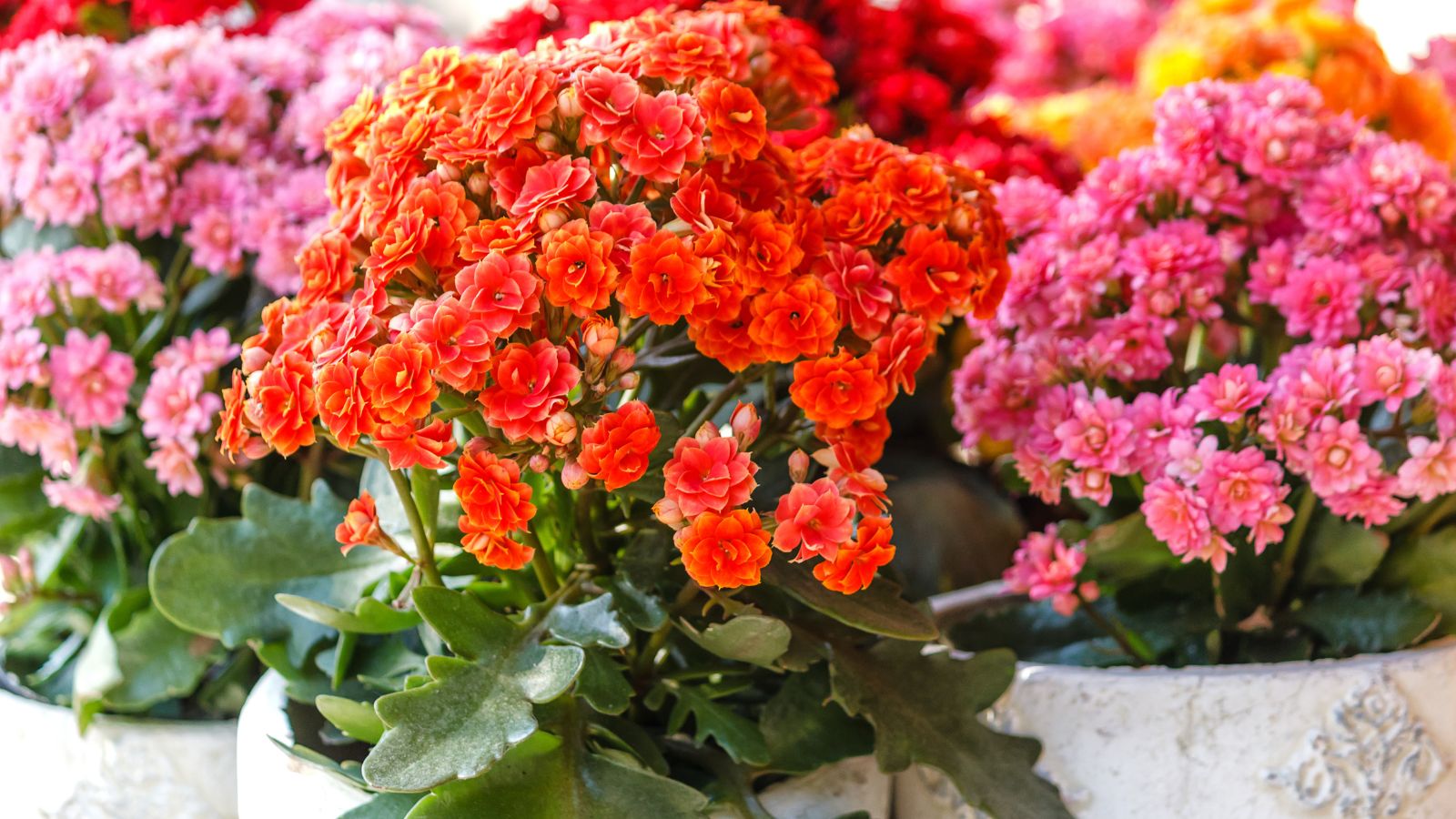 A close-up shot of several potted, pink and red colored blooms of the kalanchoe blossfeldiana