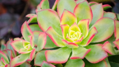 Aeonium Kiwi overview