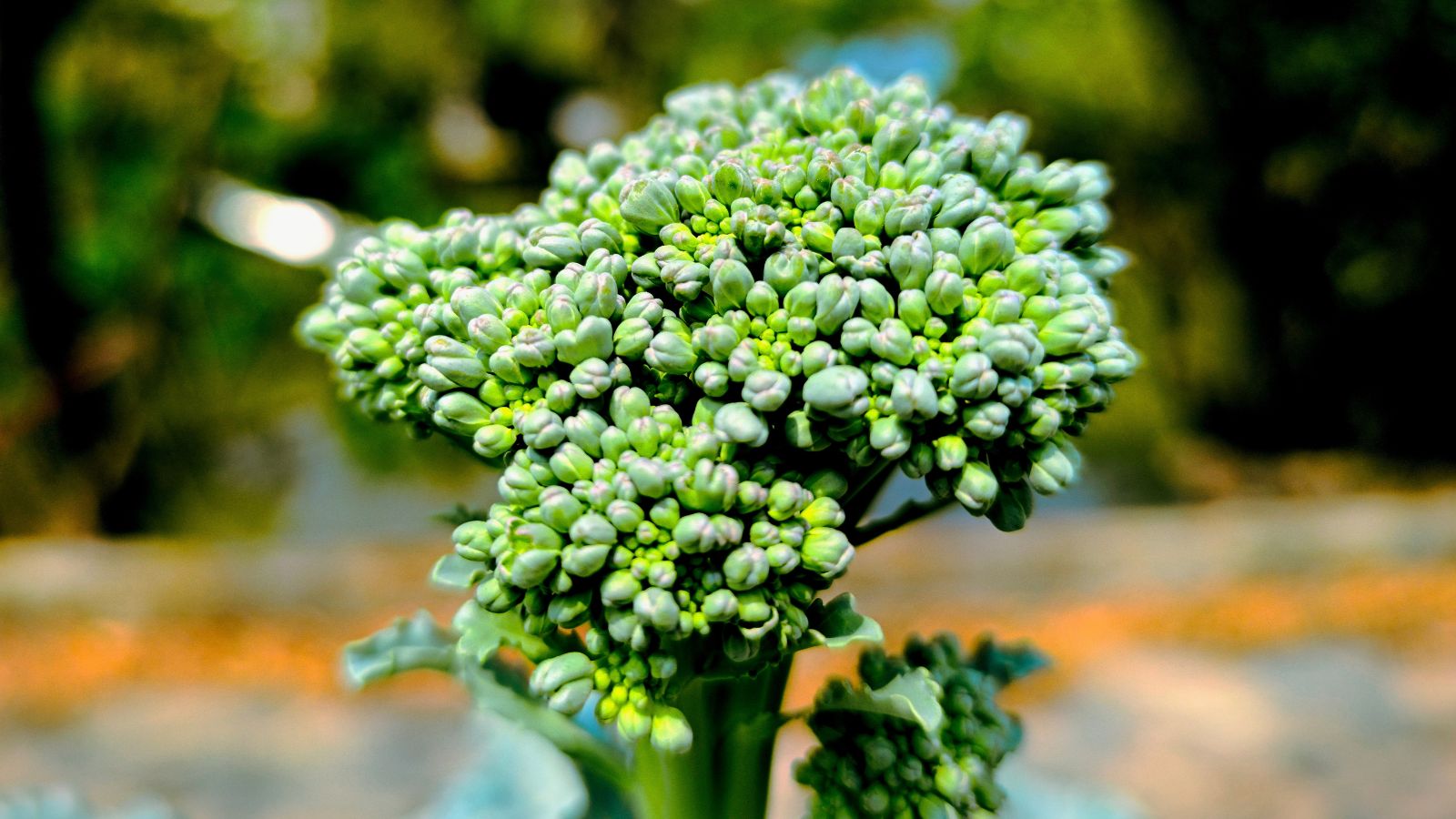 A closeup shot of Aspabroc Baby variety appearing to have a deep green color with a garden looking blurry in the background