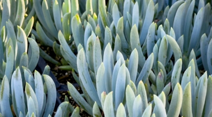 Countless blue chalkstick planst standing beside each other appearing bluish and almost gray under the sun