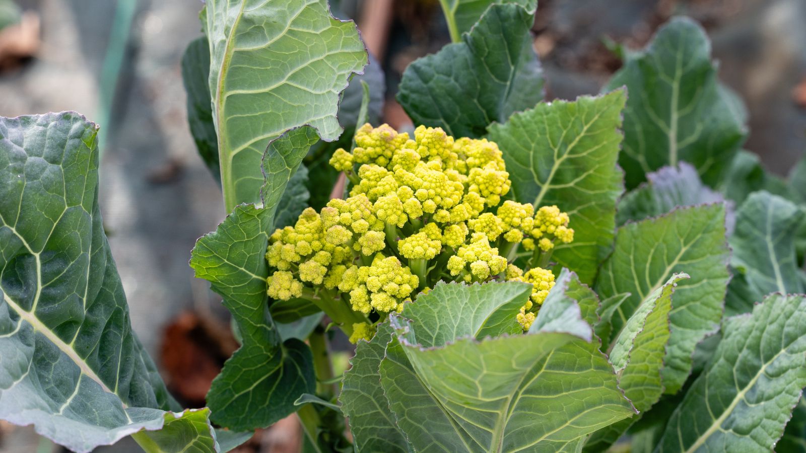 A young Burbank crop appearing to be slightly green surrounded by bright green leaves under the bright light