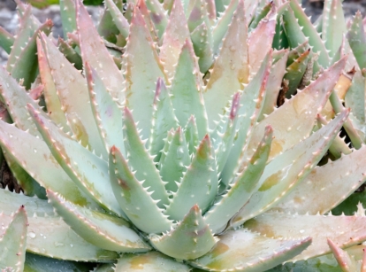 Caring for Aloe Brevifolia