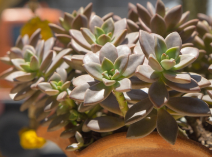 Caring for Graptosedum
