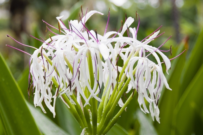 Caring for crinum lily