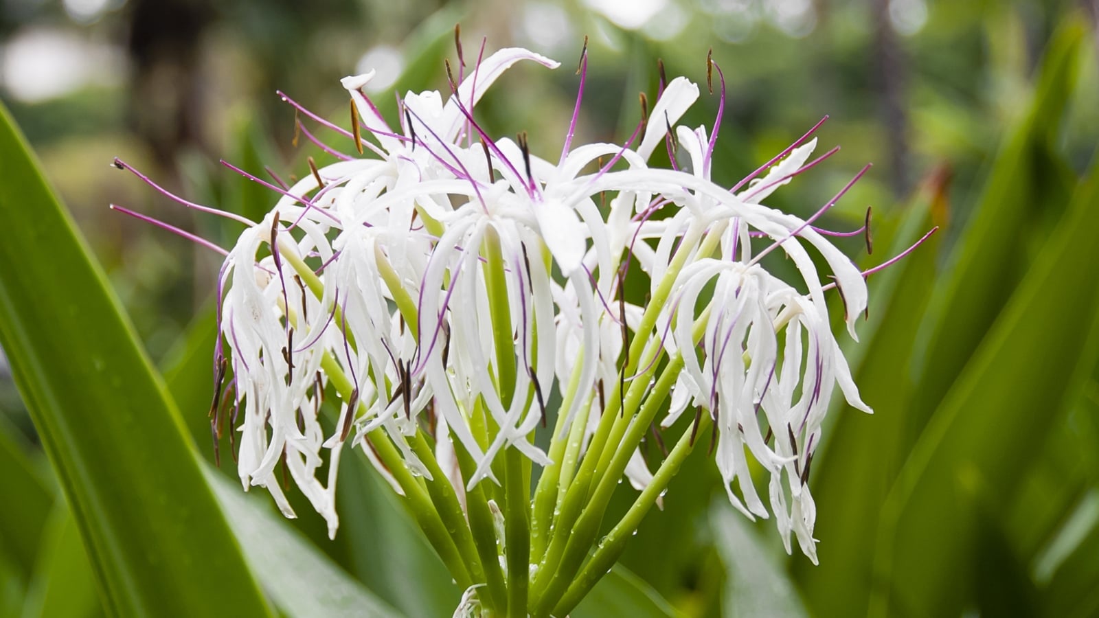 Caring for crinum lily