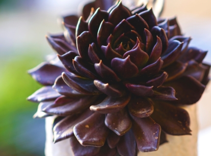 Caring for echeveria ‘black prince’