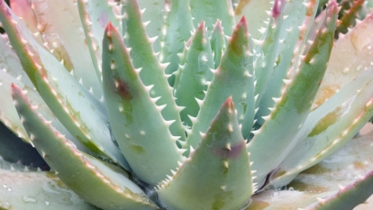 Close up Aloe Brevifolia