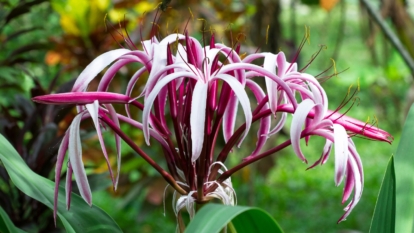 Crinum Lily