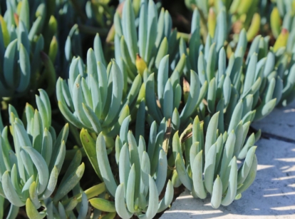 Multiple Curio repens plants growing on the side of a pathway, colored green with a blue hue appearing cool on a hot sunny day
