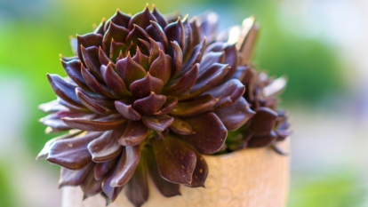 Echeveria ‘Black Prince’ plant overview