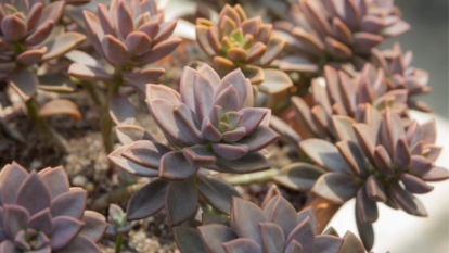 Graptosedum close up