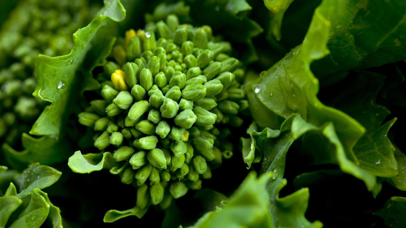 A closeup shot of Maceratese appearing to have a vibrant green floret surrounded by lush leaves