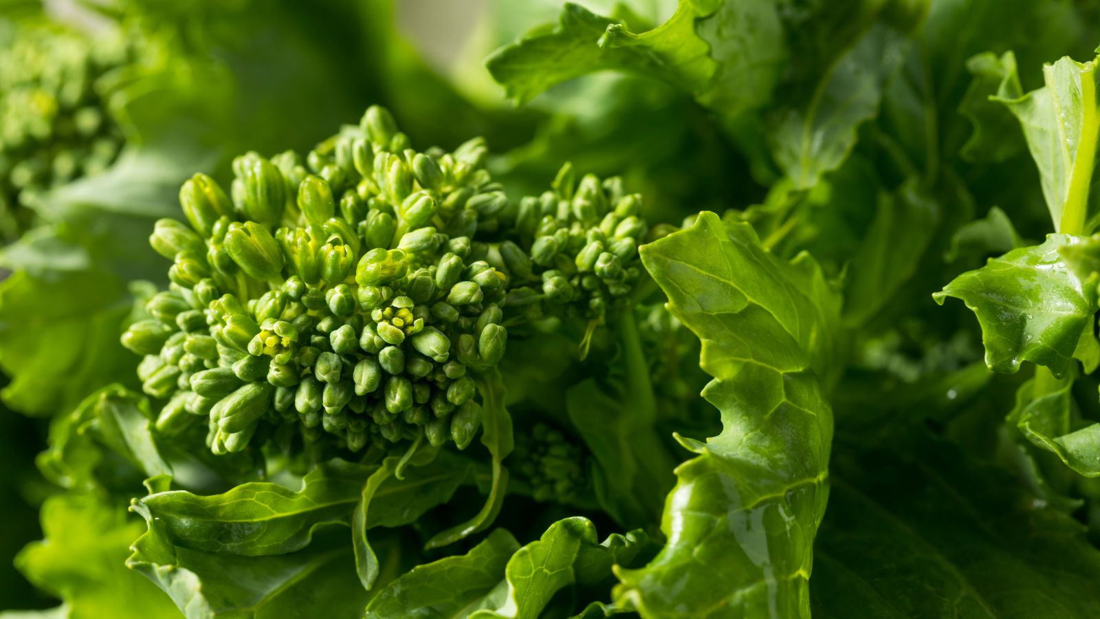 A healthy and lush Quarantina appearing to be ready for harvest having tiny green florets and lush foliage