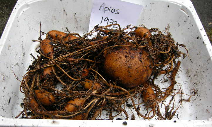 Rhizomatic tubers of groundnut