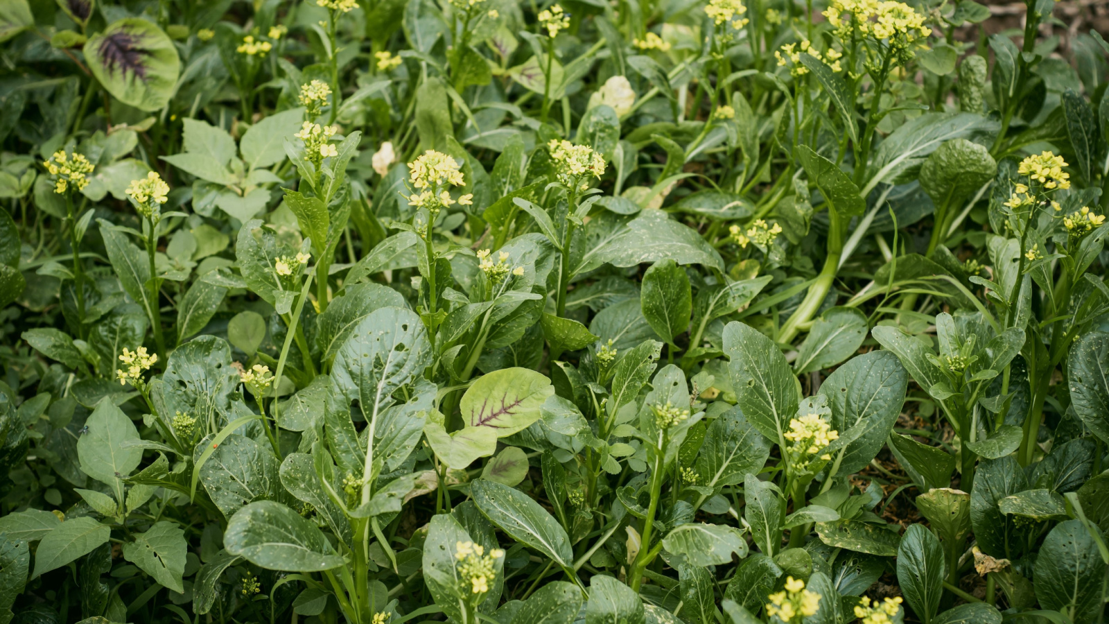 A dense planting of tiny, tightly packed green leaves with whitish florets growing vigorously in a garden.