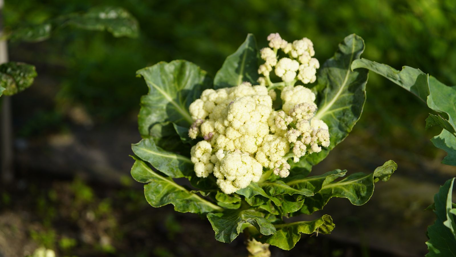 A healthy and lovely White Sprouting crop appearing to have vivid green leaves and a cream-colored center growing in dark brown soil