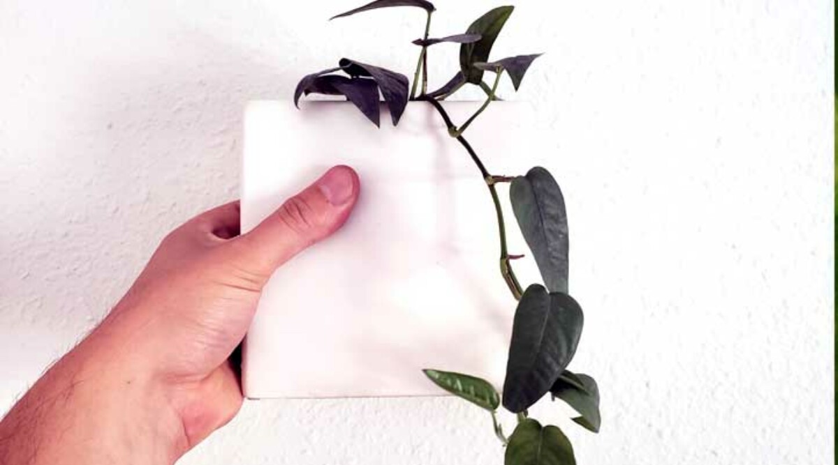 Striking arrow-shaped leaves that split as they mature make up the Cebu Blue pothos.