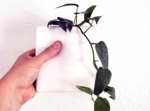 Striking arrow-shaped leaves that split as they mature make up the Cebu Blue pothos.