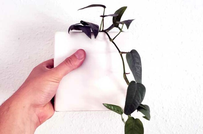 Striking arrow-shaped leaves that split as they mature make up the Cebu Blue pothos.