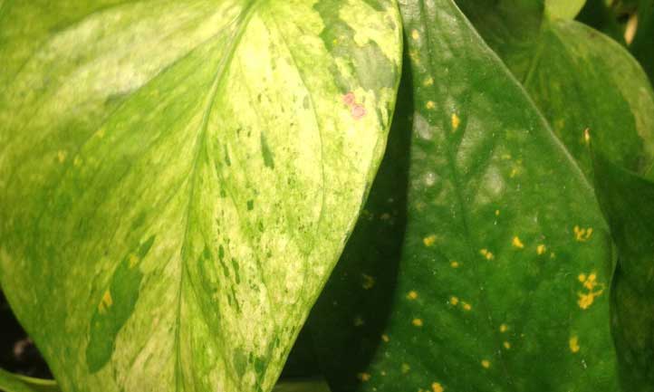 Jessenia has more speckled and marbled coloration, but yellow instead of white