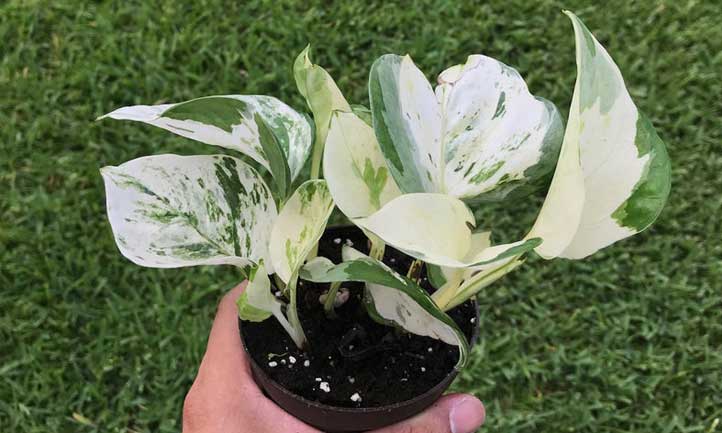 Manjuula has a combination of marble queen and N'Joy coloration