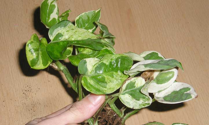 N'Joy almost doesn't even look like pothos with its striking variegation
