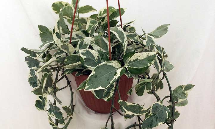 Pearls & Jade has white-tipped leaves