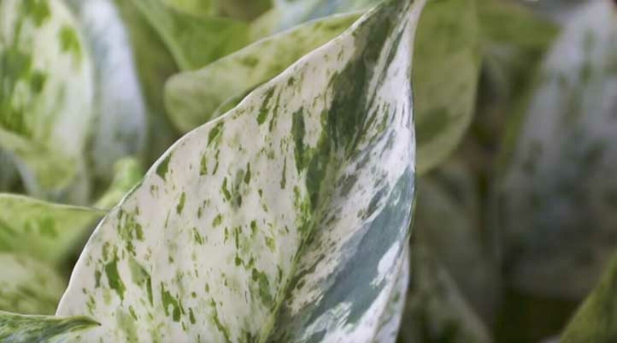 Pothos leaves curling can be due to many reasons