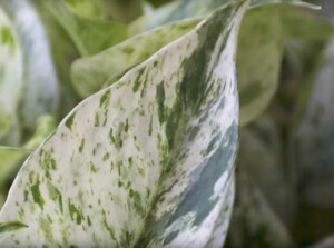 Pothos leaves curling can be due to many reasons