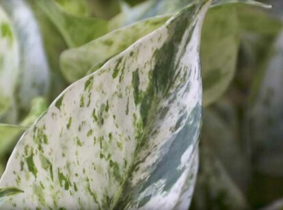 Pothos leaves curling can be due to many reasons