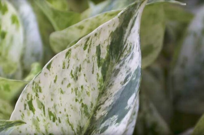 Pothos leaves curling can be due to many reasons